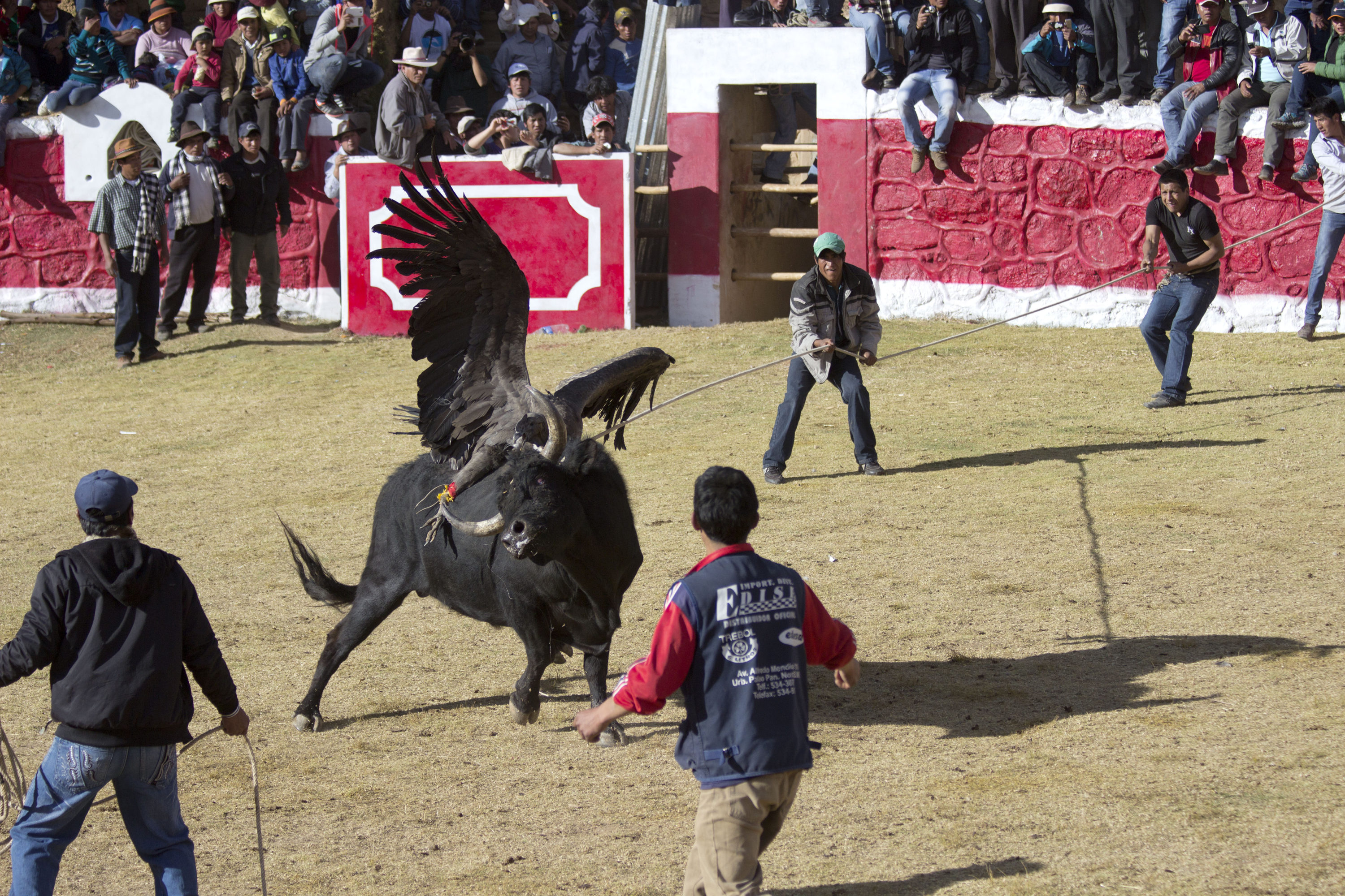 An Andean condor flaps its wings while tied to bull in a corral during the annual Yawar fiesta in Collorqui, Peru.